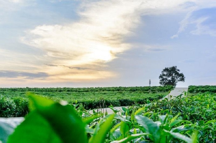 Đồi Chè Đông Giang