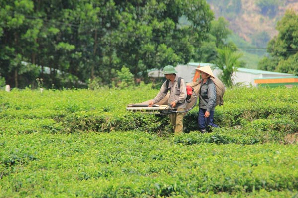 Đồi Chè Đông Giang