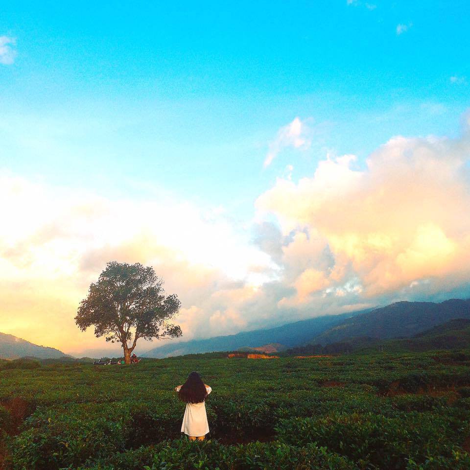 Đồi Chè Đông Giang