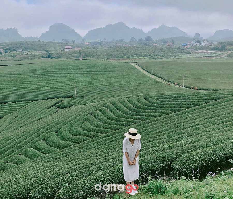 Đồi chè Đông Giang