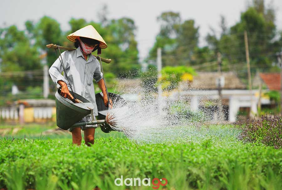 Làng rau trà quế