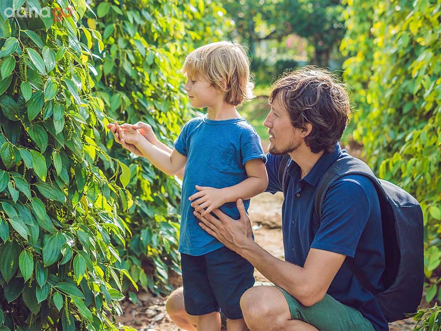 Vườn tiêu Phú Quốc