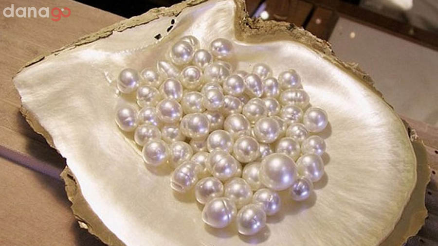 Khám phá khu nuôi cấy ngọc trai