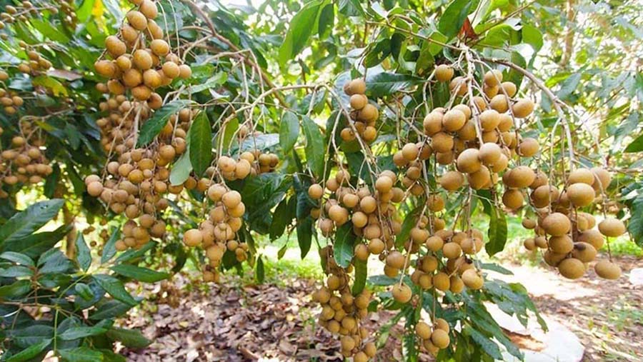 Vườn Nhãn Trăm Tuổi