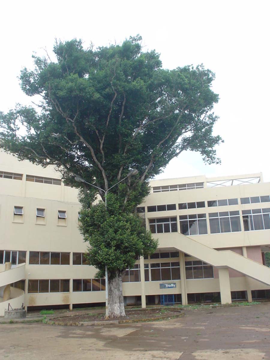 Cây Kơ Nia Cây Kơ Nia