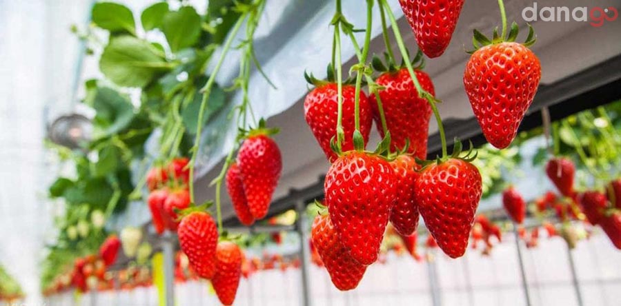 Vườn dâu tây Đà Lạt