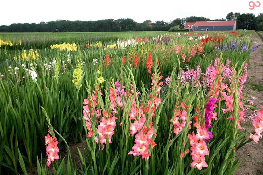 Làng hoa Hà Đông