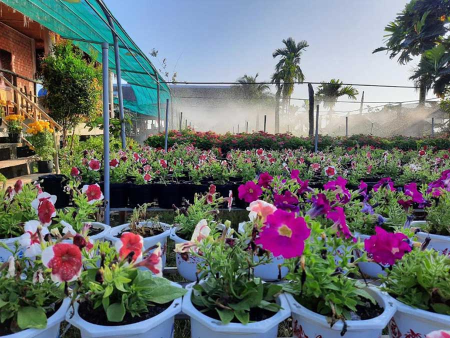 Flower & Frog Homestay