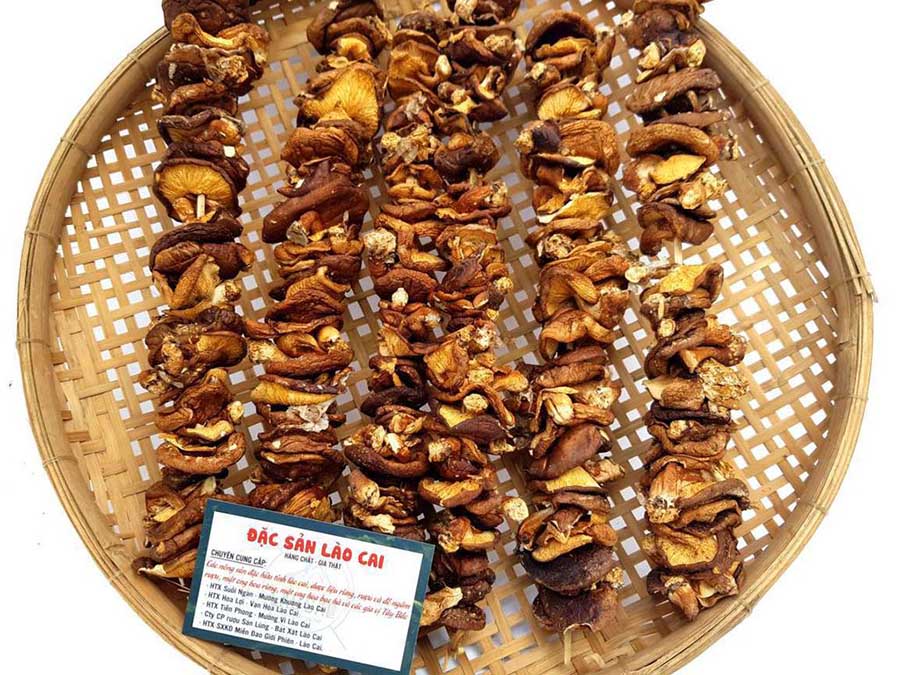 nấm hương rừng