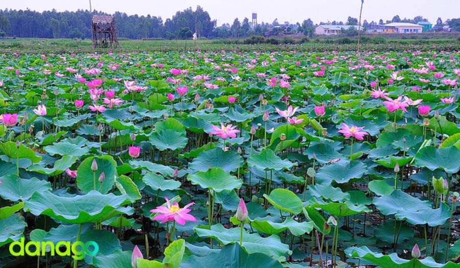 Lăng Mạc Cửu Hà Tiên